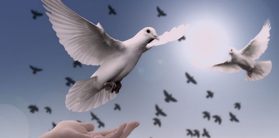 15 materiales con los que se podría hacer una paloma de la paz